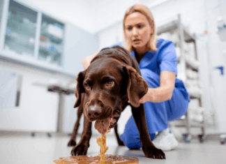 Chocoladevergiftiging: hoe zat het ook weer?