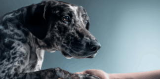 Update Federatie veterinaire professionals: stevige basis gelegd, volgende fase van start