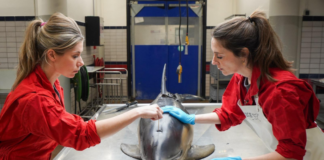 Grijze zeehond betrokken bij verwondingen dolfijnen