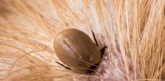 Recordaantal tekenbeten in 2025 en het seizoen is inmiddels begonnen