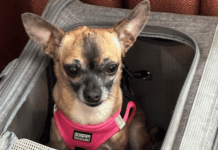 Ventriculoperitoneale shunt bij de Chihuahua