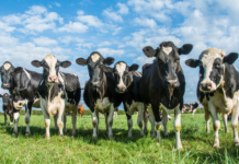 Twee typen shamonda like virus in Nederland vastgesteld, ook eerste besmetting bij pasgeboren kalf