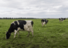 Klassieke BSE duikt op in Schotland