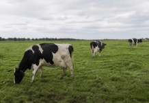 Klassieke BSE duikt op in Schotland