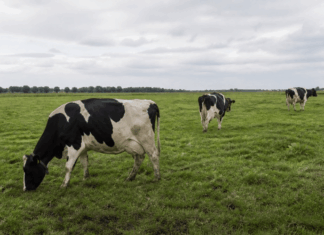Klassieke BSE duikt op in Schotland