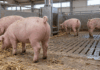 Dierwaardige veehouderij: verbod op couperen staarten varkens en meer