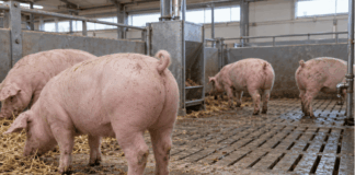 Dierwaardige veehouderij: verbod op couperen staarten varkens en meer