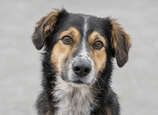 Canine Transmissible Venereal Tumour (CTVT) bij honden duikt op in Verenigd Koninkrijk