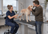 Nieuwe factsheet chronische inflammatoire enteropathie vraagt geduld van eigenaar en dierenarts