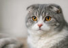 Aangifte tegen Marktplaats om verboden dieren Close-up van een grijs-witte Scottish fold-kat met de kenmerkende gevouwen oren