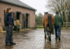 Westnijlvirus bij 169 paarden, nieuwe gevallen nemen af Paardendierenarts beoordeelt de gang van een paard op het erf van een Nederlandse stal